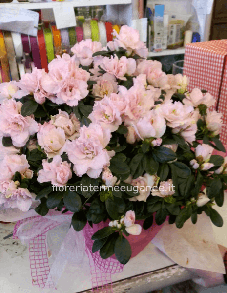 Azalea in vaso misura media