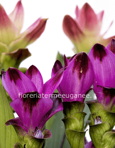 pianta di curcuma