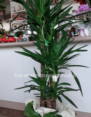 pianta dracaena