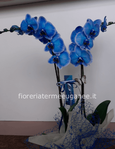 orchidea phalenopsis blu