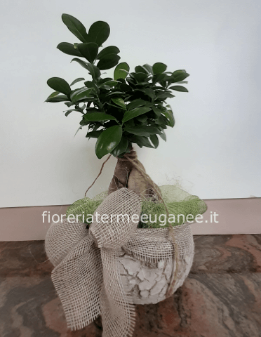 pianta bonsai