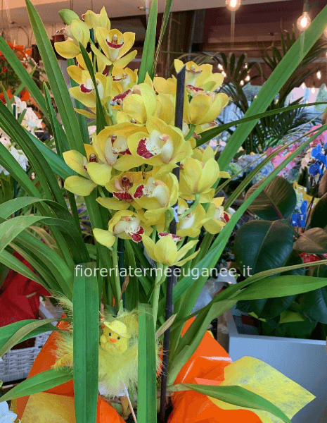 pianta orchidea cimbidium