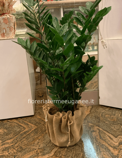 pianta di zamioculcas