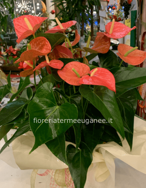 pianta anthurium rosa