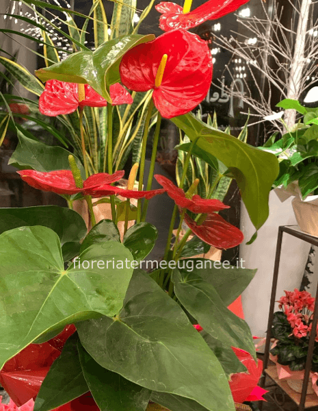 pianta anthurium piccola